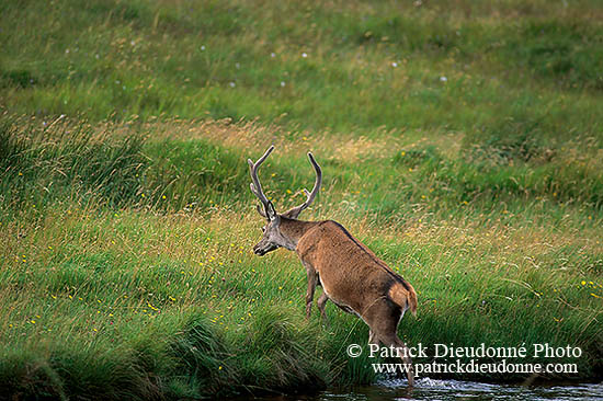 Cerf elaphe - Red Deer  - 16421