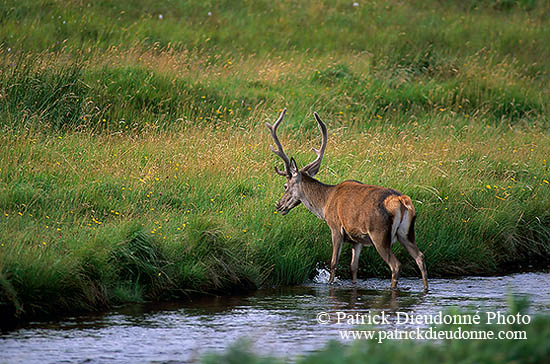 Cerf elaphe - Red Deer  - 16422