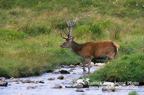 Cerf elaphe - Red Deer  - 16424