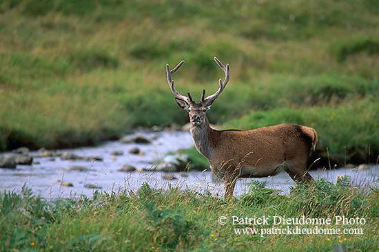 Cerf elaphe - Red Deer  - 16425