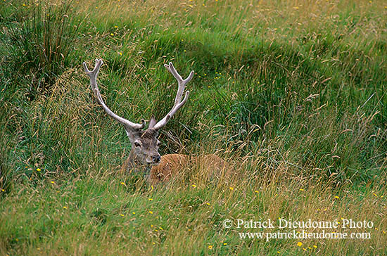 Cerf elaphe - Red Deer  - 16427