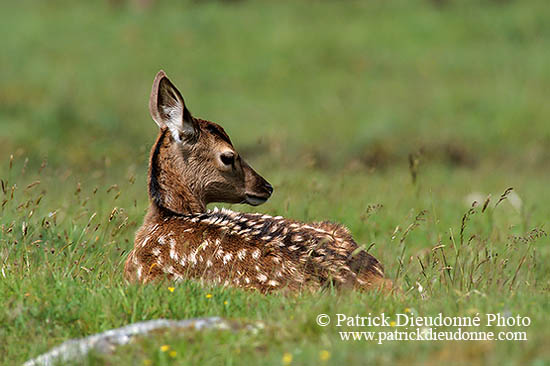 Cerf elaphe - Red Deer - 16430