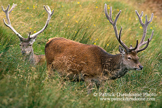 Cerf elaphe - Red Deer - 16433