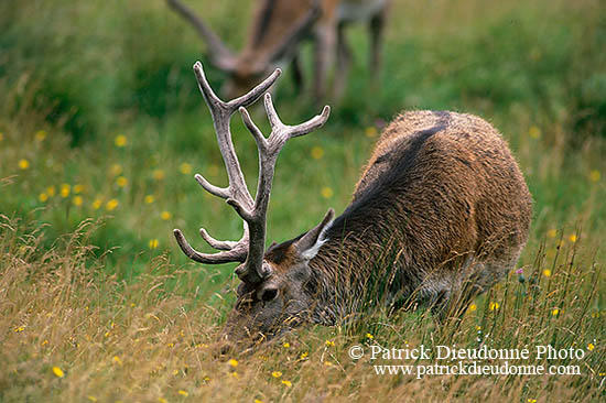 Cerf elaphe - Red Deer - 16434