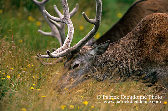 Cerf elaphe - Red Deer - 16435