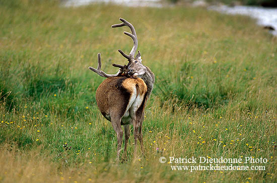 Cerf elaphe - Red Deer - 16436