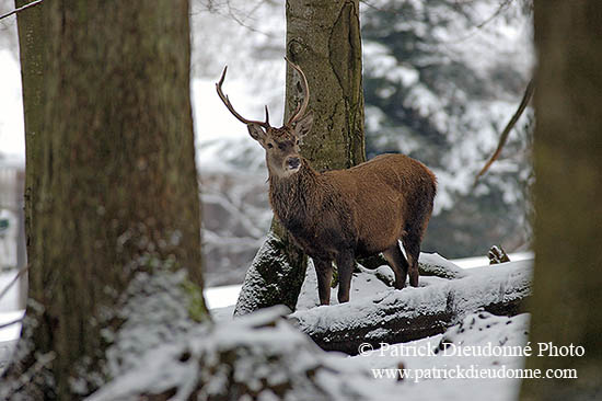 Cerf elaphe - Red Deer - 16437