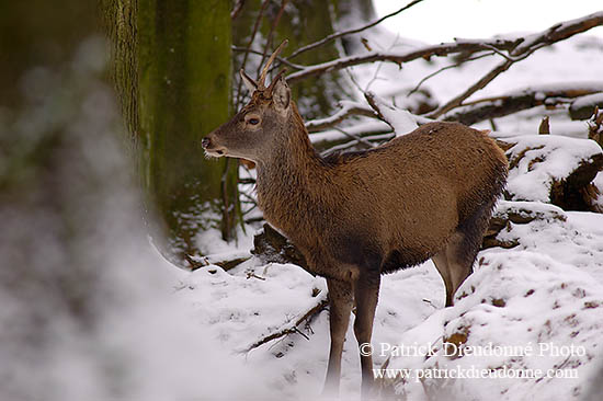 Cerf elaphe - Red Deer  - 16438