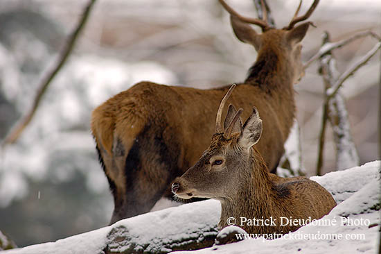 Cerf elaphe - Red Deer  - 16439