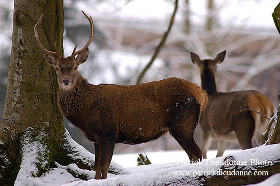 Cerf elaphe - Red Deer  - 16441