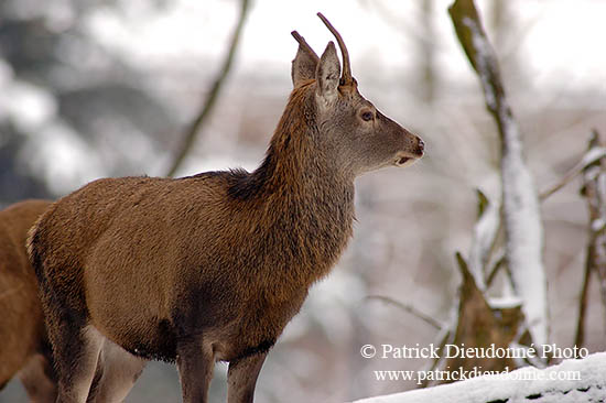 Cerf elaphe - Red Deer  - 16443