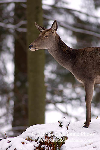 Cerf elaphe - Red Deer  - 16444