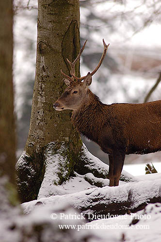 Cerf elaphe - Red Deer  - 16445