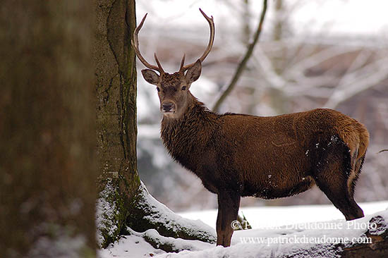 Cerf elaphe - Red Deer  - 16446