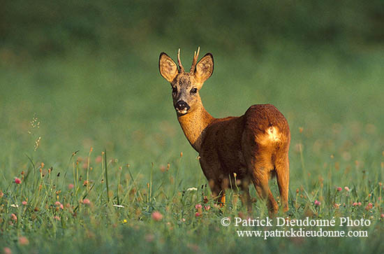 Chevreuil - Roe Deer  - 16466