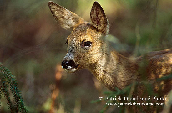 Chevreuil - Roe Deer  - 16467