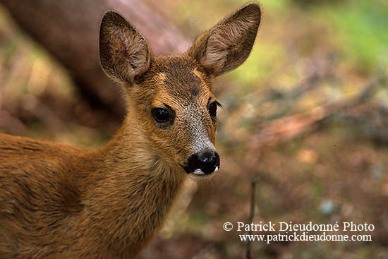 Chevreuil - Roe Deer  - 16469