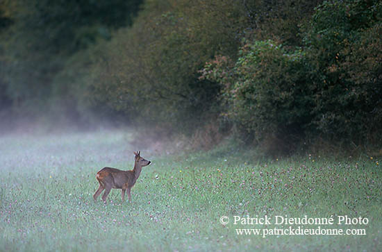 Chevreuil - Roe Deer  - 16470