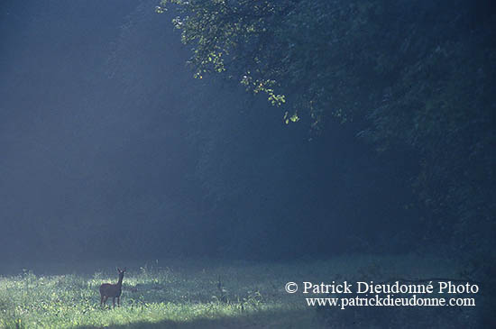 Chevreuil - Roe Deer  - 16471