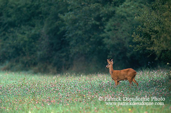 Chevreuil - Roe Deer  - 16473