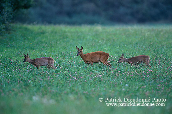 Chevreuil - Roe Deer - 16474