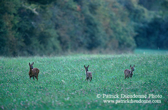 Chevreuil - Roe Deer - 16476