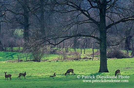 Chevreuil - Roe Deer - 16477