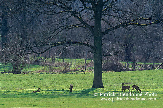 Chevreuil - Roe Deer - 16480