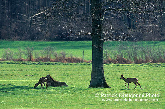 Chevreuil - Roe Deer - 16482