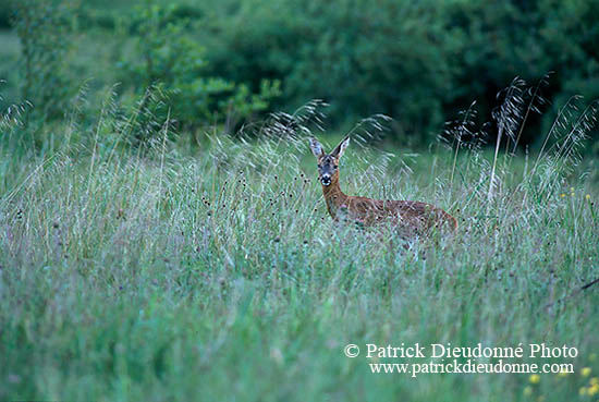 Chevreuil - Roe Deer  - 16485