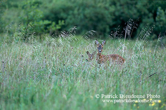 Chevreuil - Roe Deer  - 16486