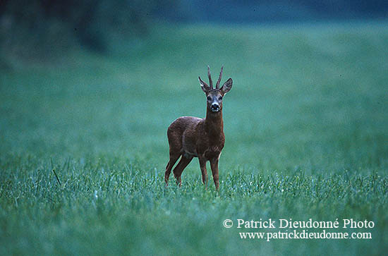 Chevreuil - Roe Deer  - 16487