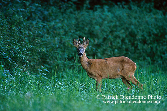 Chevreuil - Roe Deer  - 16488