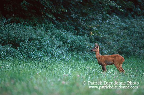 Chevreuil - Roe Deer  - 16489