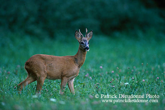 Chevreuil - Roe Deer  - 16490