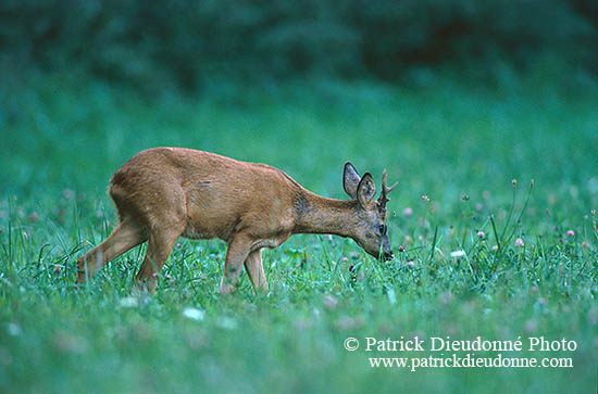 Chevreuil - Roe Deer  - 16491