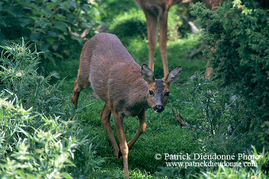 Chevreuil - Roe Deer  - 16492