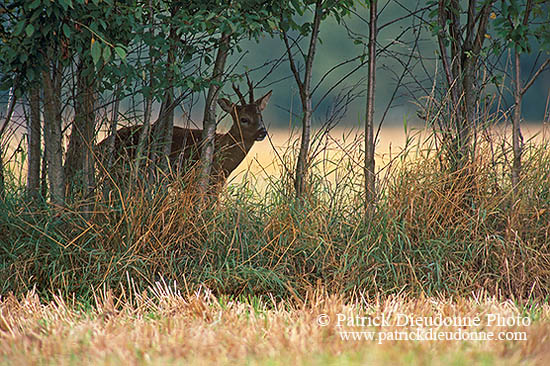 Chevreuil - Roe Deer  - 16493