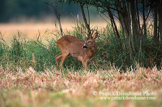 Chevreuil - Roe Deer  - 16494