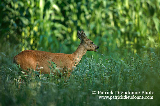 Chevreuil - Roe Deer  - 16496