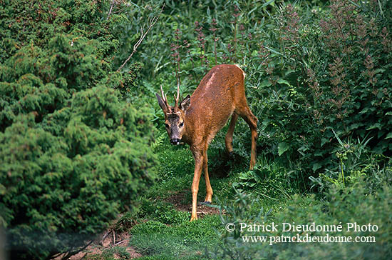 Chevreuil - Roe Deer  - 16498