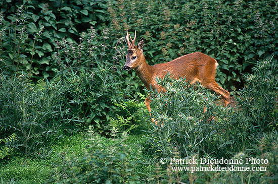 Chevreuil - Roe Deer  - 16499