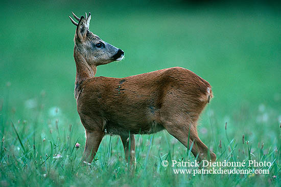 Chevreuil - Roe Deer  - 16500