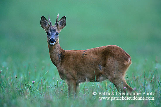 Chevreuil - Roe Deer - 16502