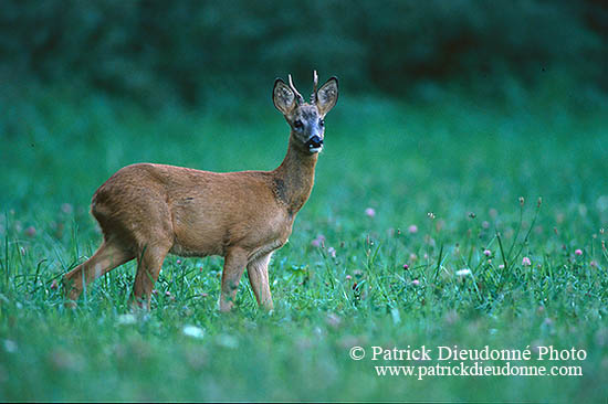 Chevreuil - Roe Deer - 16503