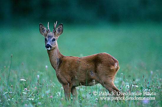 Chevreuil - Roe Deer - 16504