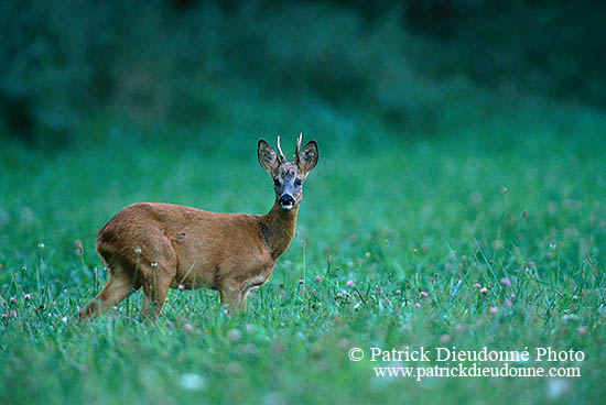 Chevreuil - Roe Deer  - 16505