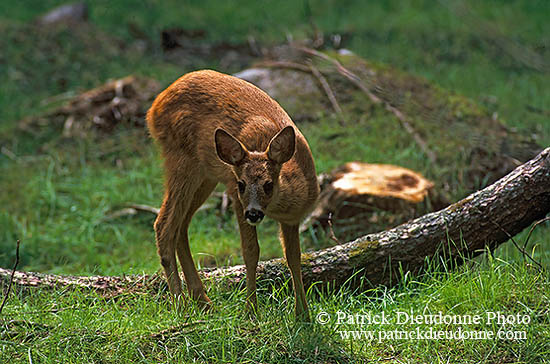 Chevreuil - Roe Deer  - 16506