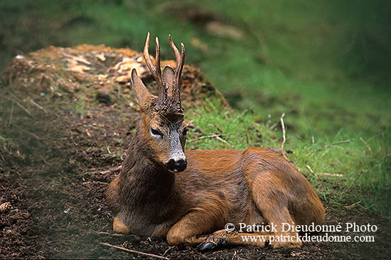 Chevreuil - Roe Deer  - 16508