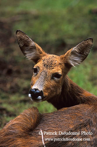 Chevreuil - Roe Deer  - 16514